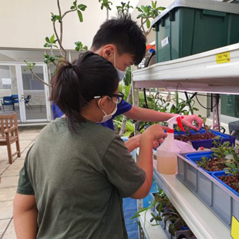 Students learning vocational skills at the Urban Farming worksite